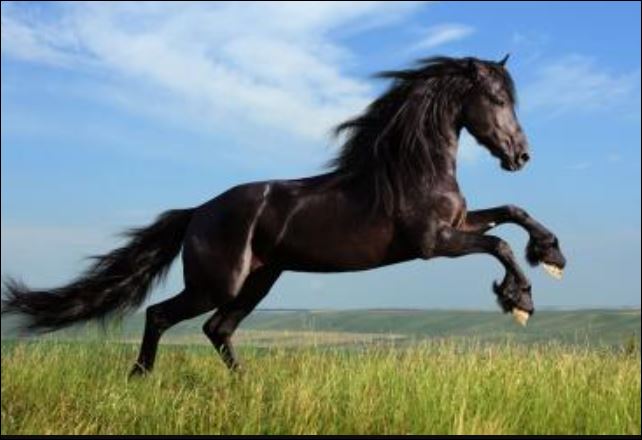 T&#x1EED; vi ng&#xE0;y 17/11/2024 c&#x1EE7;a 12 con gi&#xE1;p: Tu&#x1ED5;i Ng&#x1ECD; s&#x1EF1; nghi&#x1EC7;p th&#x103;ng ti&#x1EBF;n, t&#xE0;i l&#x1ED9;c v&#x1B0;&#x1EE3;ng ph&#xE1;t, ti&#x1EC1;n b&#x1EA1;c r&#x1EE7;ng r&#x1EC9;nh