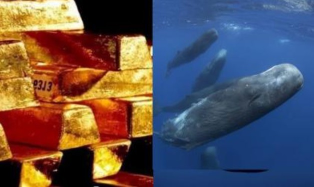 Loại 'phân' động vật đắt nhất thế giới, có giá trị xấp xỉ vàng, nếu nhặt được một cân nó, bạn sẽ ngay lập tức trở thành triệu phú