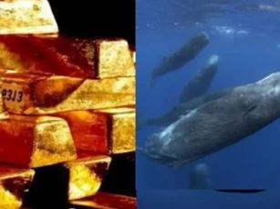 Loại 'phân' động vật đắt nhất thế giới, có giá trị xấp xỉ vàng, nếu nhặt được một cân nó, bạn sẽ ngay lập tức trở thành triệu phú