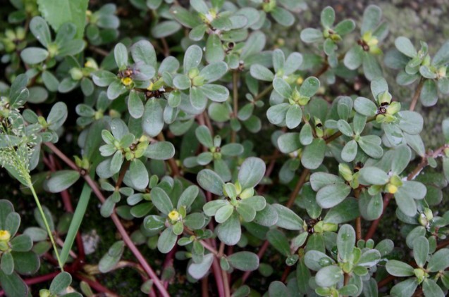 5 loại rau dại mọc khắp nơi được các lương y tin dùng làm thuốc