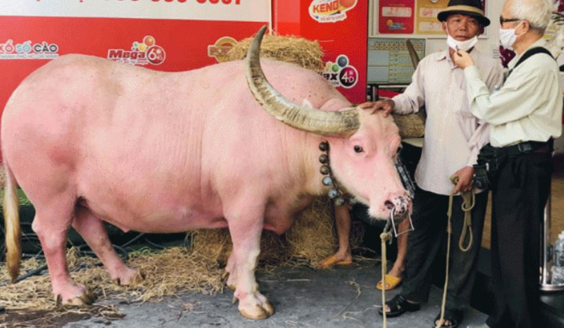 Chú ‘trâu hồng’ độc lạ: 35 năm qua chưa từng mắc bệnh, trả 20 tỷ đồng chủ nhân cũng từ chối bán