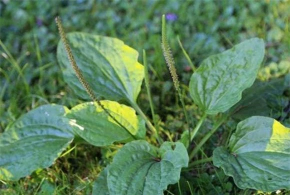 cây mã đề, cây thuốc