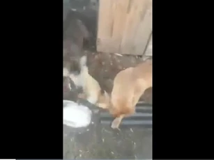 CLIP: Cáo lẻn vào chuồng gà và cái kết không thể ngờ trước với hai chú Pitbull