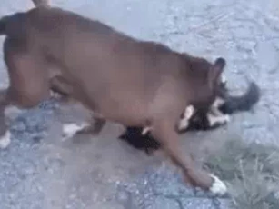 CLIP: Chó Pitbull hung hãn tấn công mèo, cái kết đau lòng cho nạn nhân nhỏ bé