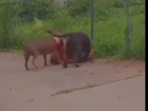 CLIP: Ba con chó Pitbull hợp sức tấn công giết chết đồng loại dã man