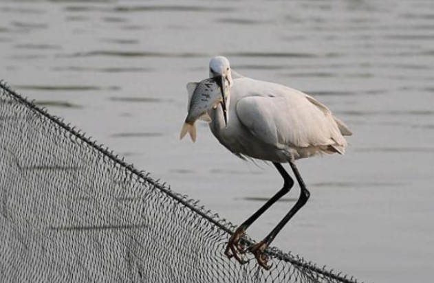Làm thế nào để các loài động vật ăn cá trong tự nhiên tránh bị mắc kẹt vào xương cá? Họ có thủ đoạn gì?