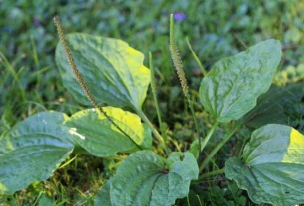 Loại cây dại được coi là 'báu vật', dùng nó để đun nước uống có thể giải quyết được 4 vấn đề thường gặp