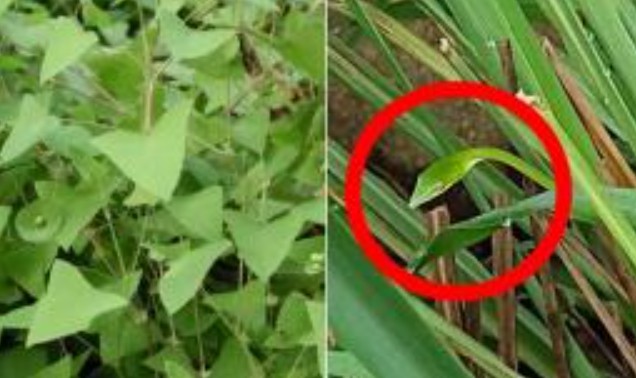 Một lão nông đã bắt rắn 40 năm chia sẻ kinh nghiệm: Rắn độc cũng sợ loại cây này, khi trồng trong sân có thể ăn được và xua đuổi rắn