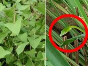 Một lão nông đã bắt rắn 40 năm chia sẻ kinh nghiệm: Rắn độc cũng sợ loại cây này, khi trồng trong sân có thể ăn được và xua đuổi rắn