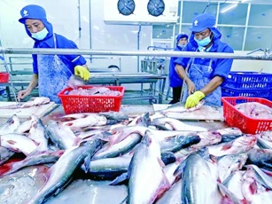 Xuất khẩu cá tra tăng mạnh, kỳ vọng vượt mốc 2 tỷ USD