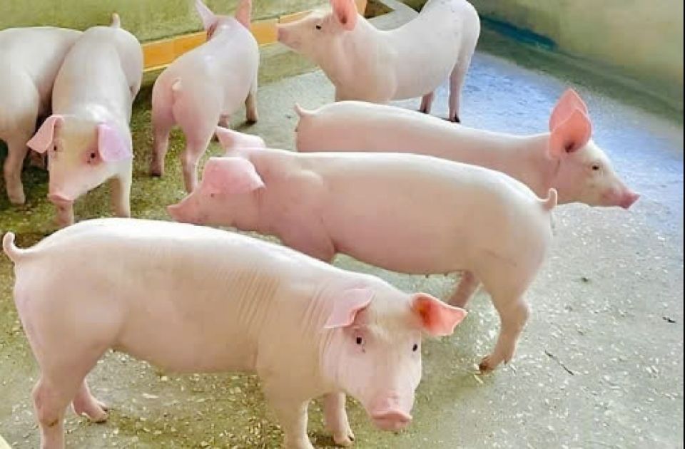 Giá heo hơi ngày 19/11/2024: Xu hướng trái chiều rõ rệt