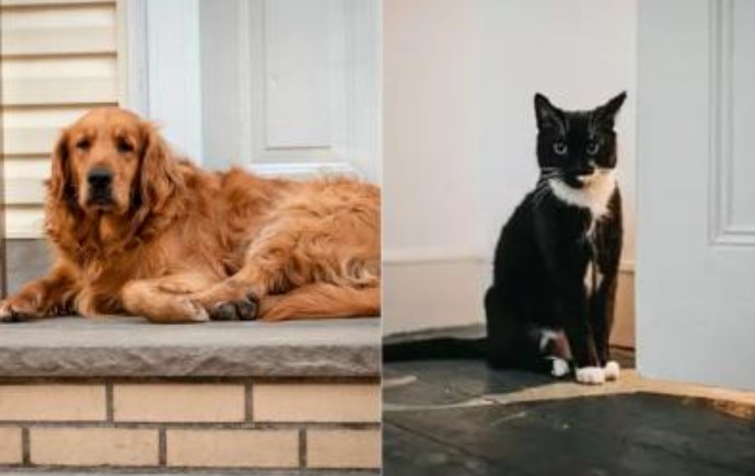 Người xưa nói: 'Lợn đến nhà thì nghèo, chó đến nhà thì phú, mèo đến nhà ắt có tang', tại sao lại như vậy?