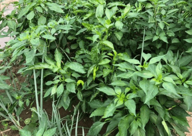 Có một loại cây mọc đầy vườn, thường chỉ hái quả mà không dùng lá, nhưng lá của nó lại chứa canxi gấp 2 lần sữa, cực bổ