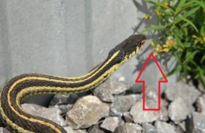 Rắn sợ hai loại hoa, nếu bạn để vài bông trong nhà, rắn sẽ không dám vào nhà bạn