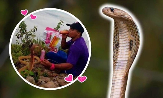 Thanh niên Thái Lan kết hôn với một con rắn hổ mang vì giống bạn gái cũ