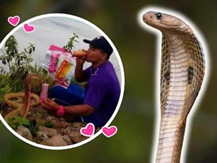 Thanh niên Thái Lan kết hôn với một con rắn hổ mang vì giống bạn gái cũ