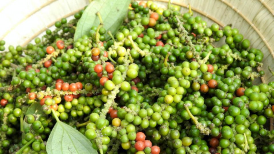 Giá nông sản ngày 20/11/2024: Cà phê, hồ tiêu đồng loạt tăng nhẹ 