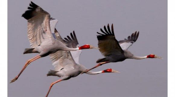 Loài chim nào biết bay cao nhất thế giới?