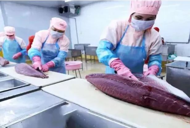 Xuất khẩu cá ngừ vượt mốc 90 triệu USD/tháng