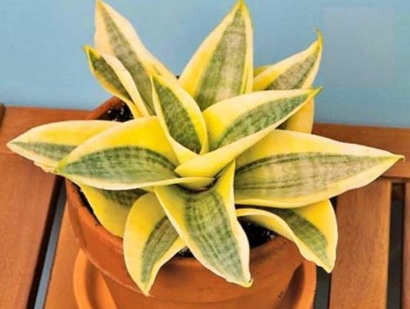 Tuy hút tài lộc nhưng cây lưỡi hổ rất kỵ người tuổi này, đừng đặt trong nhà kẻo vận may trôi sạch