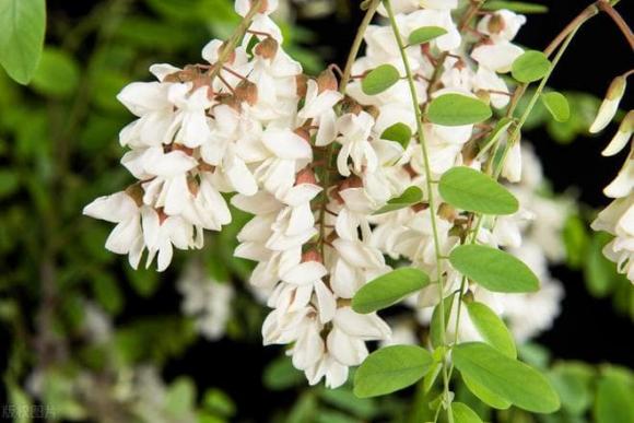 Tục ngữ có câu: “Cây âm không trồng nhà, cây dương không trồng mồ mả” kẻo suy vong. Cây âm là cây gì? Cây dương là gì?