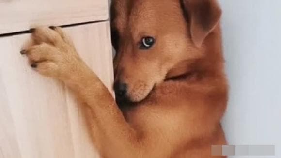 Khi bị đánh vì mắc lỗi, con chó không phản kháng, lý do đằng sau sẽ khiến bạn suy ngẫm