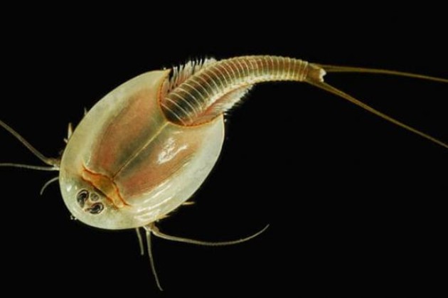 Top 10 loài động vật sống thọ nhất thế giới, bạn biết bao nhiêu?