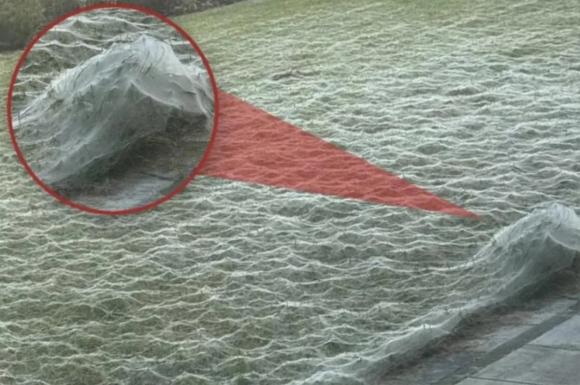 Ngủ dậy, người đàn ông suýt lên cơn đau tim khi chứng kiến khung cảnh hãi hùng này ngay sân nhà