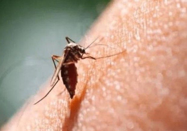 Công dụng của muỗi trên trái đất là gì? Hậu quả sẽ ra sao nếu tất cả muỗi đều bị tiêu diệt?