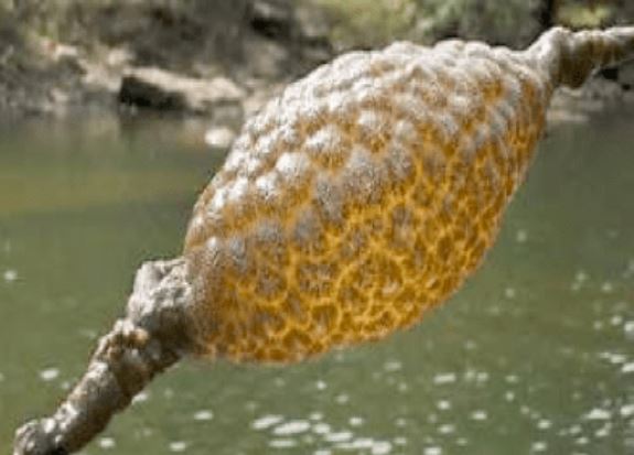 Người đàn ông vớt được vật lạ dưới sông, không phải cục vàng, đó là gì?