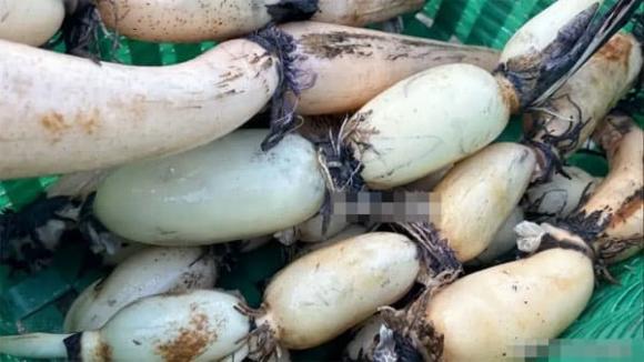 Dù đắt đến mấy cũng nên mua '6 loại rau' này, dư lượng thuốc trừ sâu về cơ bản gần như bằng 0