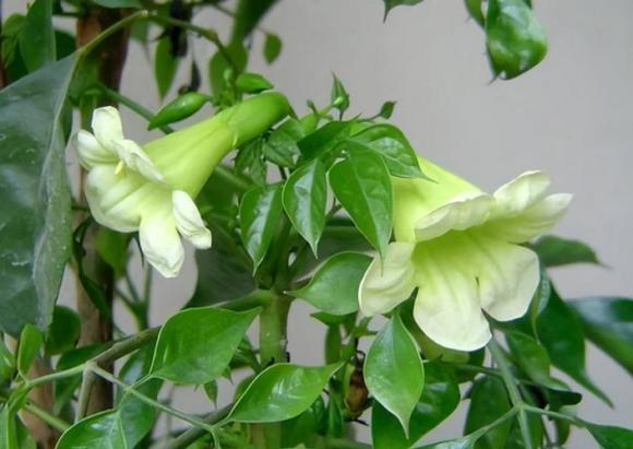 6 loại cây cảnh hễ nở hoa là điềm báo gia chủ sắp có lộc lớn