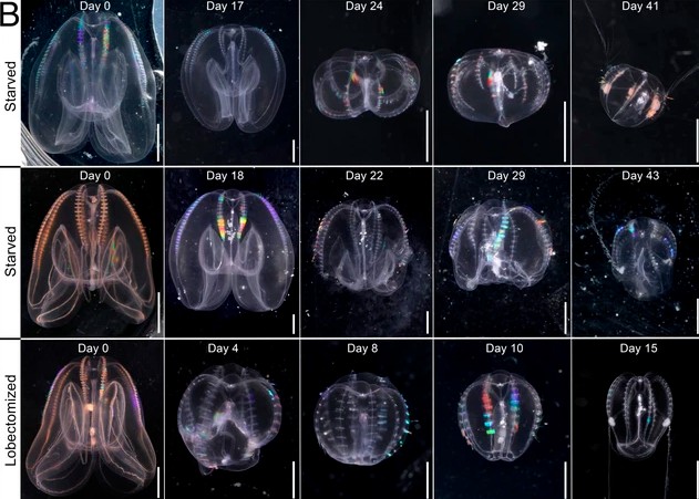 Phát hiện sinh vật có thể "cải lão hoàn đồng" theo nghĩa đen