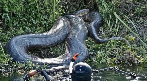 Sông Amazon đáng sợ đến mức nào mà ngay cả người dân địa phương cũng không dám bơi dưới sông?