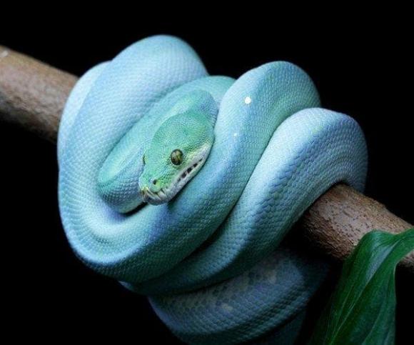 Con trăn đắt nhất thế giới trị giá 3,5 triệu USD, giống sinh vật thần tiên nhưng đang đứng trước nguy cơ tuyệt chủng!