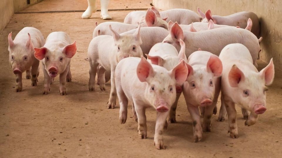 Giá heo hơi ngày 21/11/2024: Biến động trái chiều tại miền Trung và miền Nam