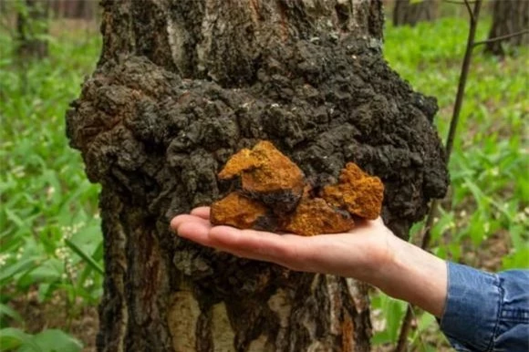 Nấm chaga, công dụng của nấm chaga, giá bán nấm chaga