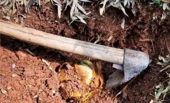 Một người nông dân lên núi đào măng, tìm thấy hai 'quả trứng đẫm máu', các chuyên gia xem xong phán: Trị giá hơn 2,8 tỷ đồng