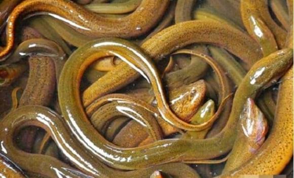 Tại sao lại nói: 'Con cháu dẫu nghèo đến đâu cũng đừng ăn lươn trông trăng'? Lươn trông trăng là thứ gì?