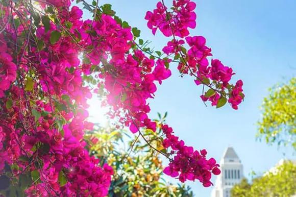 Bí quyết sử dụng loại nước tưới để hoa giấy nở đúng dịp Tết, lá luôn tươi xanh