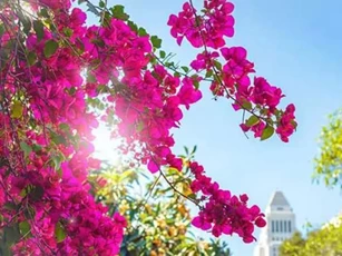 Bí quyết sử dụng loại nước tưới để hoa giấy nở đúng dịp Tết, lá luôn tươi xanh