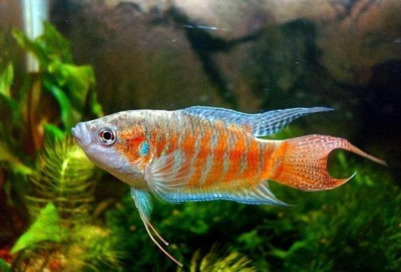 Cá cờ từng được bắt nhiều ở quê làm thức ăn cho gà, vịt, sao hiện nay hiếm thế nhỉ?