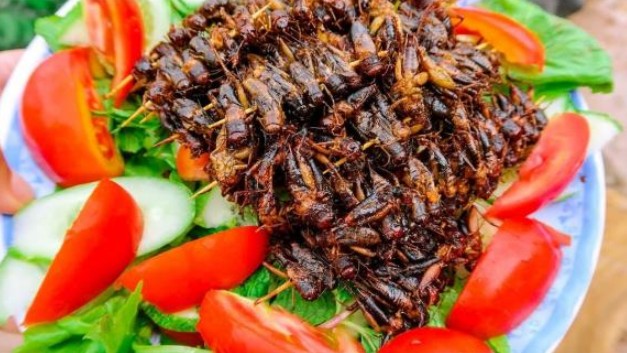 Loài côn trùng nằm dưới hang sâu, được xem như 'lộc trời cho', xưa không ai thèm ăn nhưng nay là đặc sản, giá 200 nghìn đồng/kg