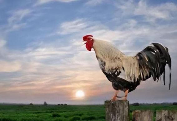 Không biết mặt trời mọc lúc nào nhưng tại sao gà trống luôn gáy đúng giờ mỗi ngày?