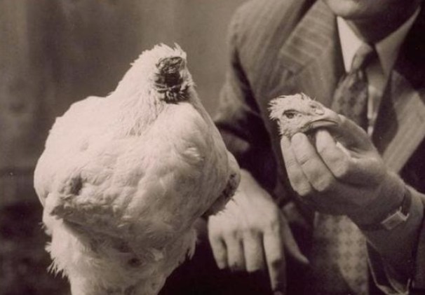 Chú gà không đầu huyền thoại: Vẫn sống sót 18 tháng sau khi bị chặt đầu, nổi tiếng khắp thế giới và trở thành cỗ máy kiếm tiền của chủ nhân