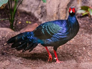 Việt Nam có loài động vật cực kỳ quý hiếm, được xem là báu vật của thế giới, số lượng chưa đến 50 con