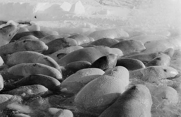 Bạn có từng biết 'vụ giải cứu kinh điển' 2.000 con cá voi beluga mắc kẹt trong băng bằng âm nhạc