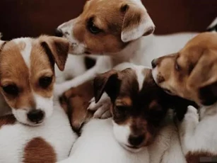 Chu kỳ kinh nguyệt của chó kéo dài bao nhiêu ngày?