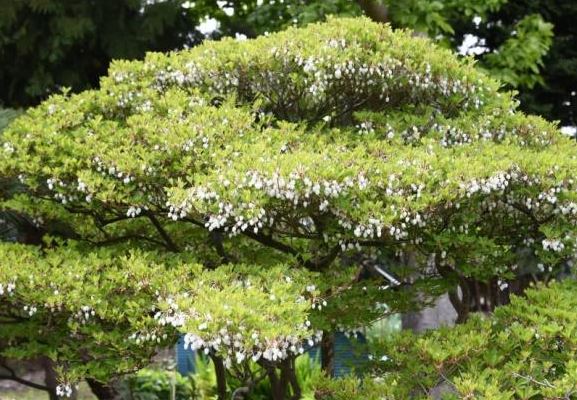 Ở Việt Nam, cành lá nào có giá đắt nhất?