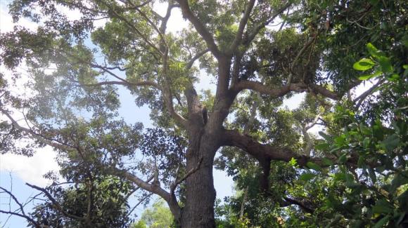 Loài cây chỉ duy nhất Việt Nam sở hữu, là loài cây quý hiếm bậc nhất thế giới